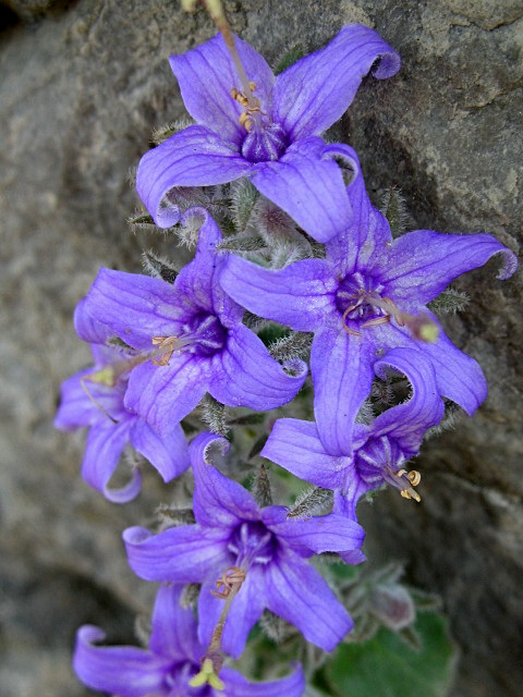 Campanula elatinoides / Campanula dell''Insubria